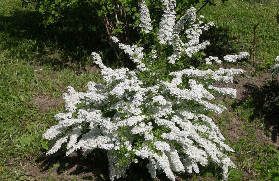 Фото с сайта https://fedsp.com/catalog/home/rasteniya-i-ogorod/sazhency-dekorativnye/spiraea-arguta-spireya-56268468