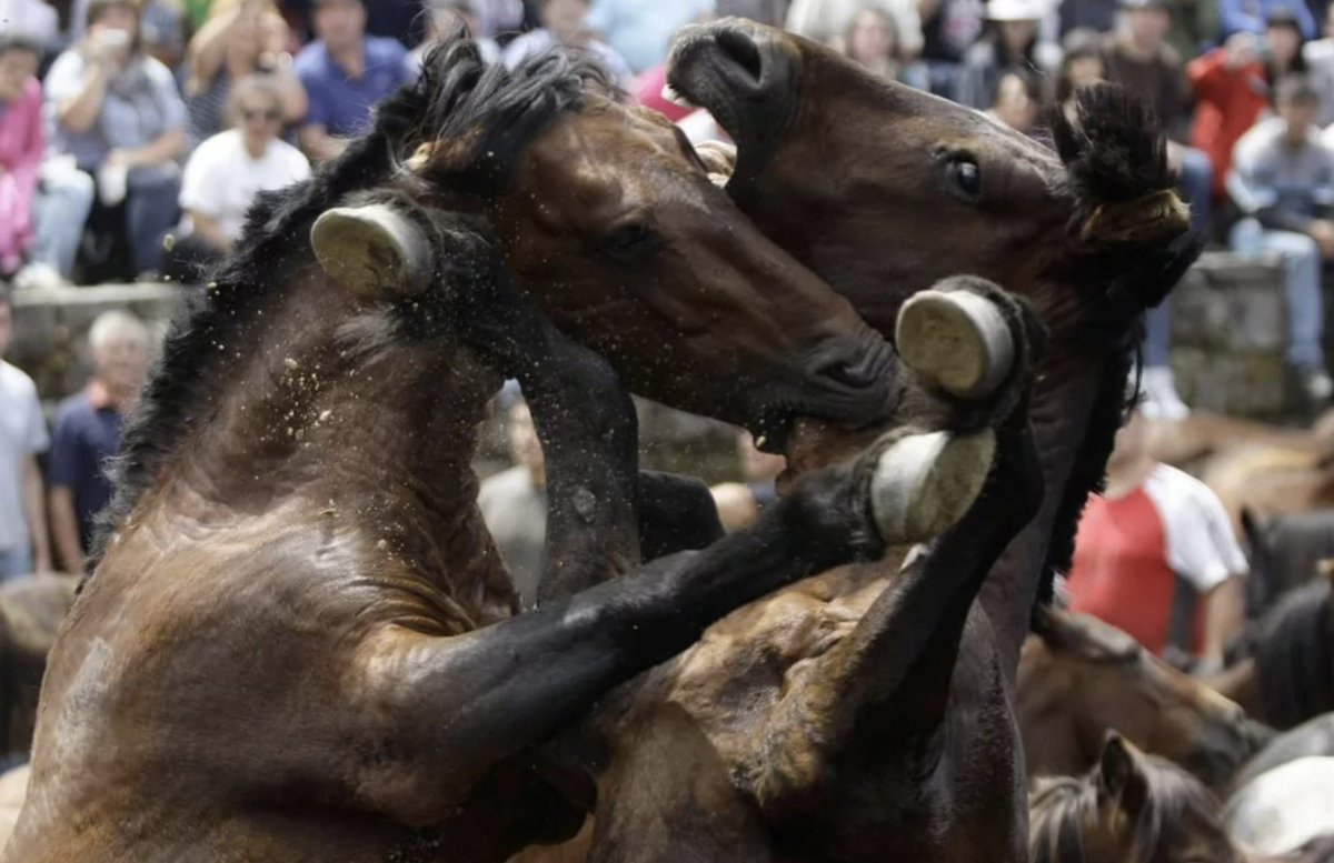 Это природный инстинкт! А люди усмиряют его медикаментами или силой.