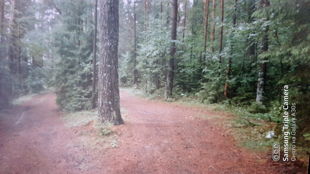 Просто  лесная дорога.