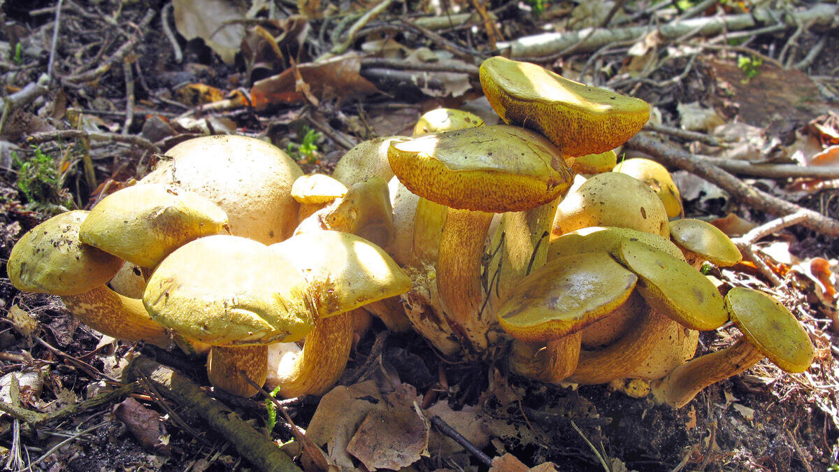 Псевдомоховики, поймавшие ложнождевик (фото пользователя Waleri)