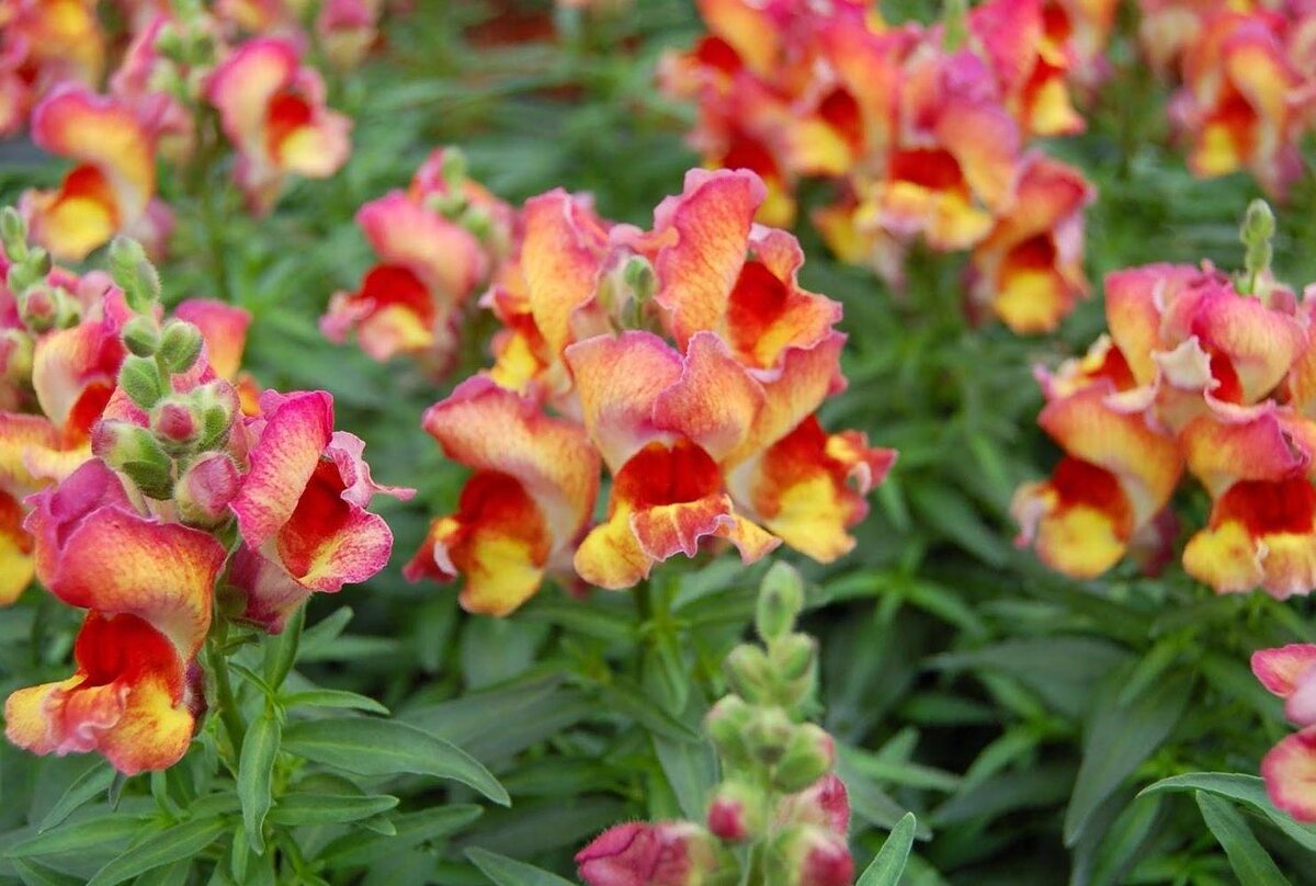 Антирринум (Antirrhinum)