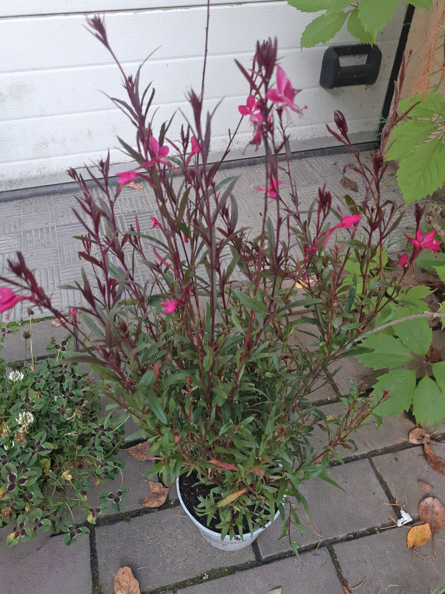 Гаура Линдхеймера (Gaura lindheimeri) . В прошлом году такая красная гаура у меня не перезимовала даже под укрытием. В этом, белая все лето растет в горшке в компании с баклажаном. В горшке же и будет зимовать вместе с новой подружкой