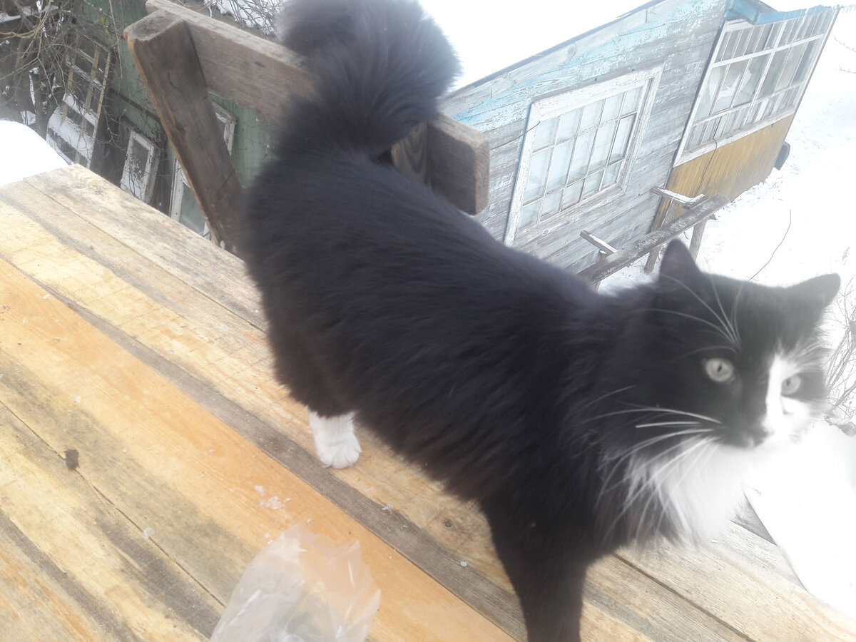 Обожает лазить на крышу…