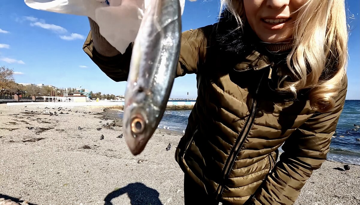 Свежая ставридка 