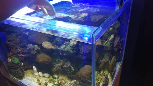 Коряга в аквариуме - выбор подготовка и обработка своими руками. - Marlin Aquarium