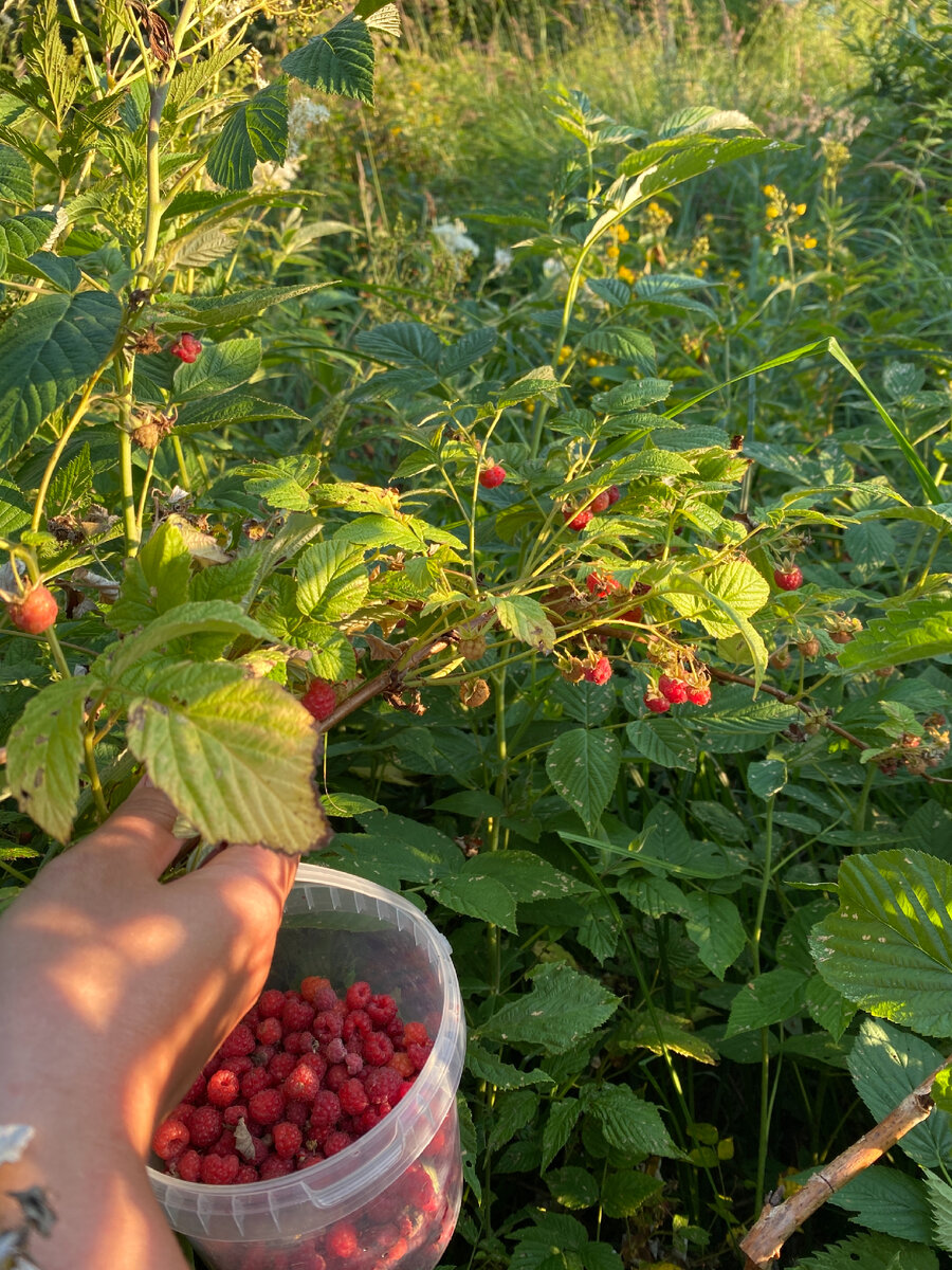 Малина лесная красная