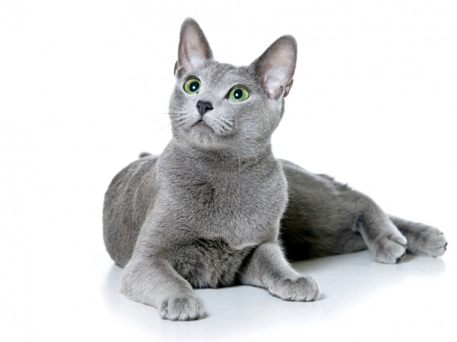 1. Русская голубая кошка
Цена: 400-2000 долларов Открывает десятку самых дорогих в мире пород кошек — Русская голубая кошка. Данная порода пользуется признанием еще с начала своего существования, со времен древних славян, но раньше эта порода была популярной лишь в России. Прошло время и в конце XVIII века благодаря Карен Кокс, английской заводчице, о Русской голубой кошке стало известно за границей. Такая кошка стоит от 400 до 2000 долларов, и цена ее полностью оправдана. Это милое создание может скрасить ваше одиночество или стать членом вашей большой семьи. Кошка замечательно ладит с детьми и вы можете не беспокоится, что она причинит вред вашим малышам. 
