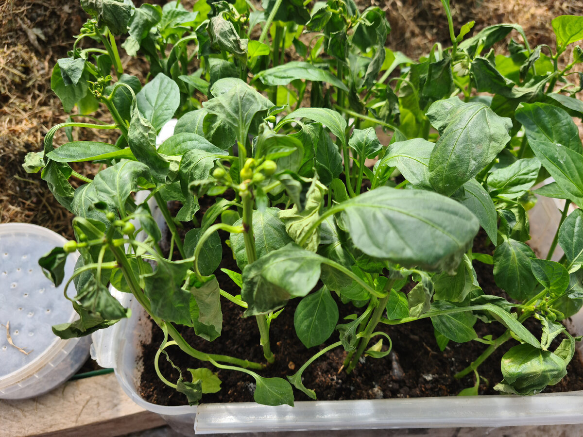 мои перцы. Листайте вправо.