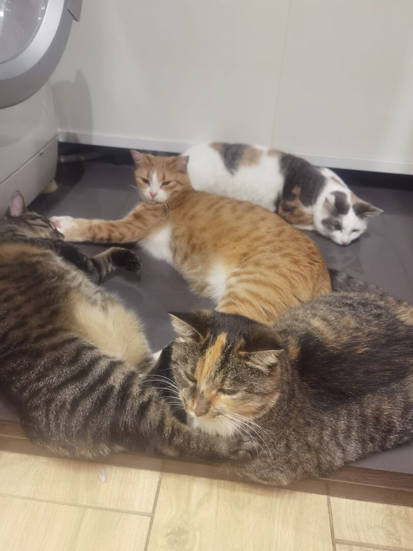 Зельда и наши выпускницы Мила, Лава, Пуша