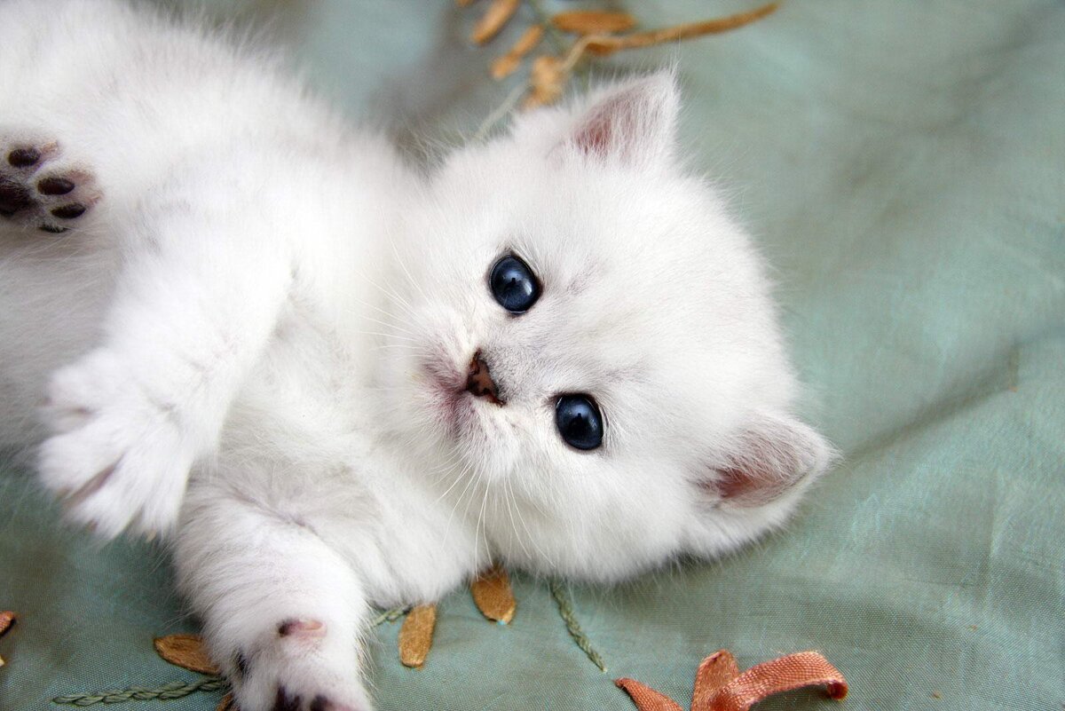 Фото из свободного доступа сети Интернет