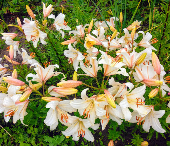 Цветущие лилии. Фото автора