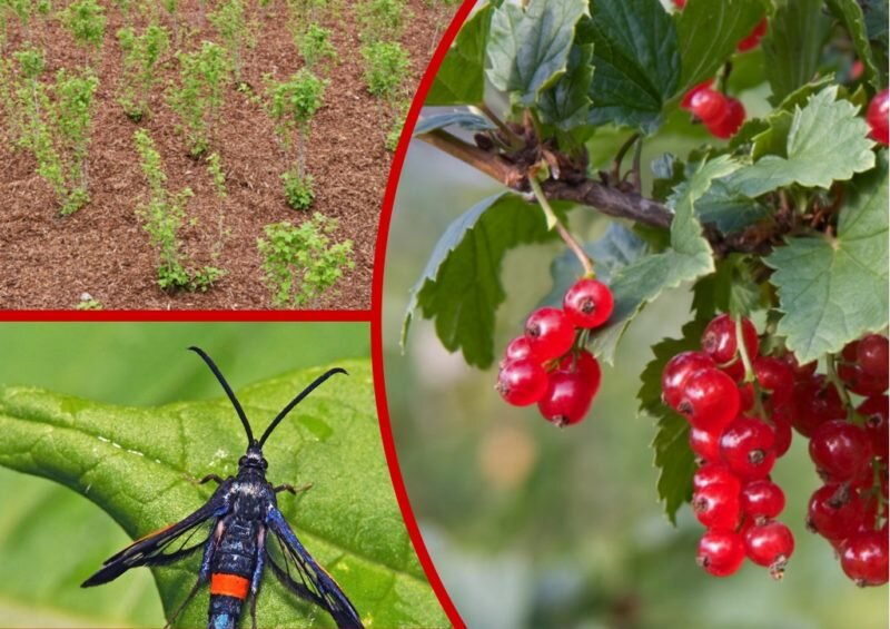 Красная смородина