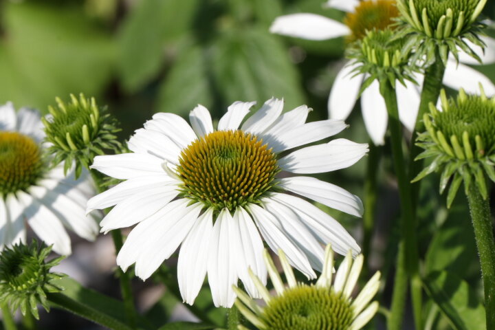 Аваланш. Снежная лавина