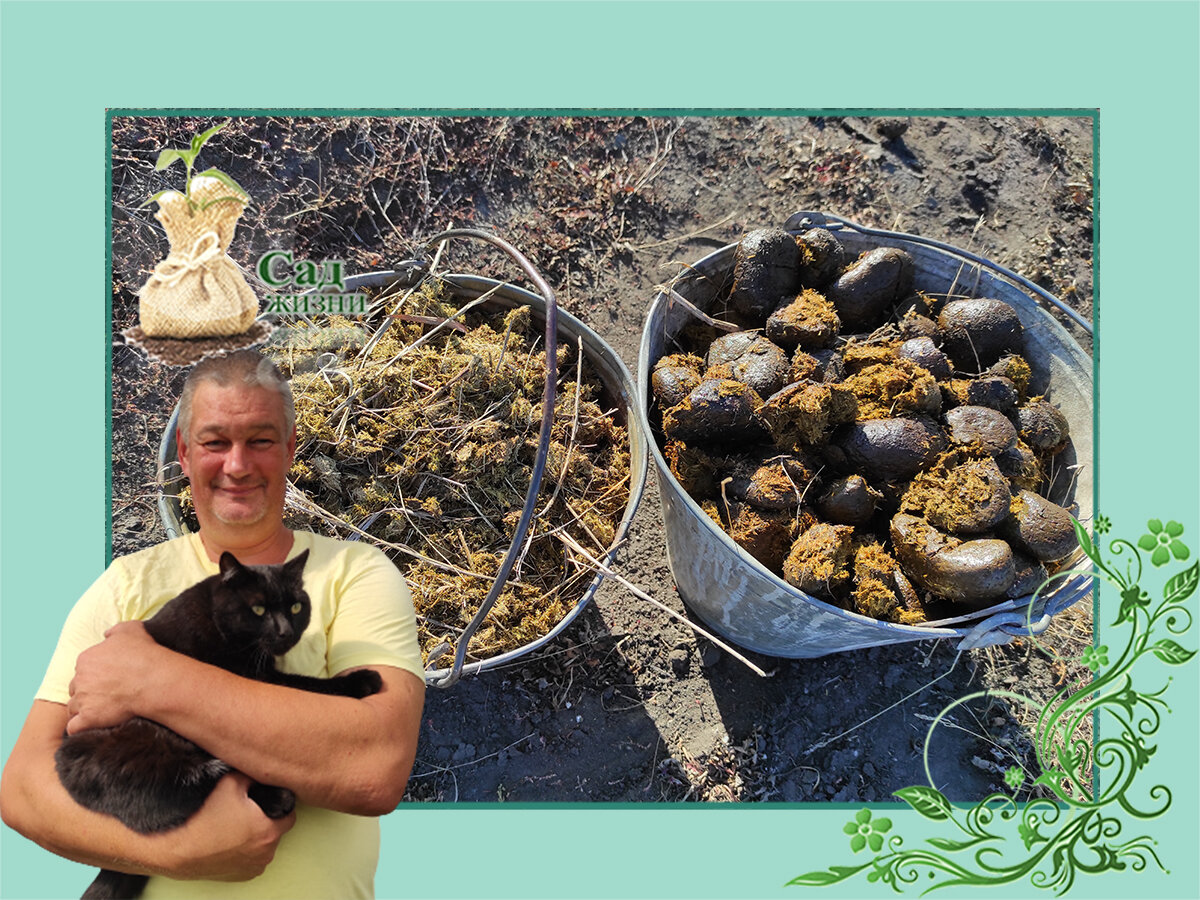 Почему навоз не удовлетворяет аппетит растений