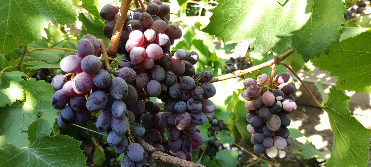 Кишмиш Юпитер. 6 августа 2021