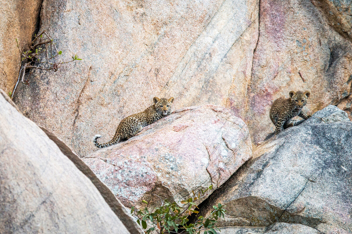 Котята леопард