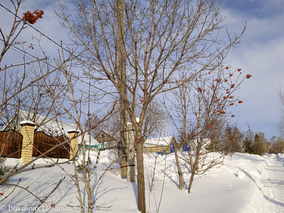 Январь 2022, день заметно прибавился, фото автора