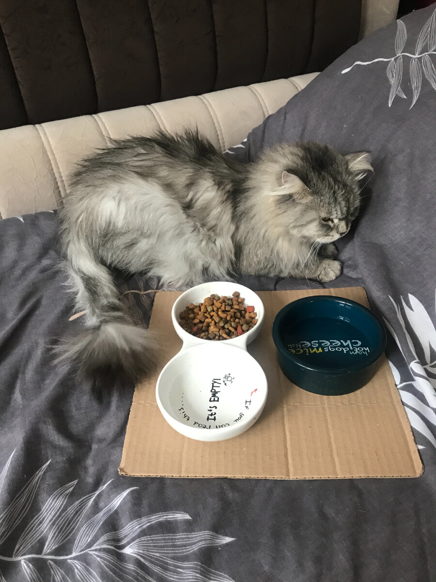 Масик ждёт чего-то более деликатесного - типа говядины) Отказывается от полезной смеси, которую ему выписали в августе, когда у малыша нашли панлейкопению. Хотя до этого нормально её кушал