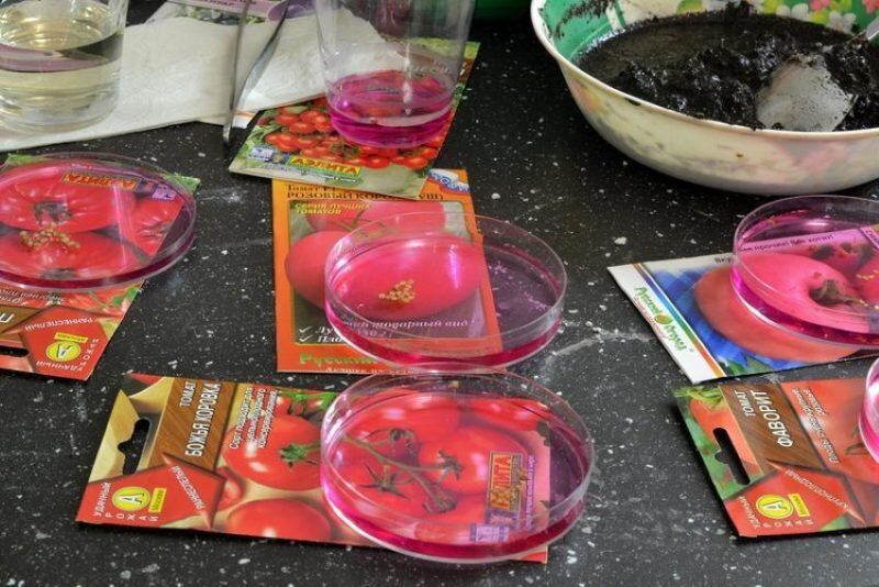 Подготовка семян томатов