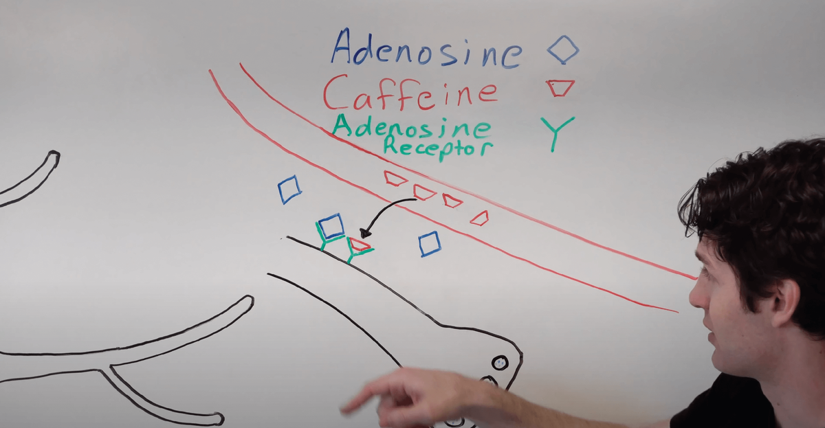 Фрагмент из видео ребят «Institute of Human Anatomy»