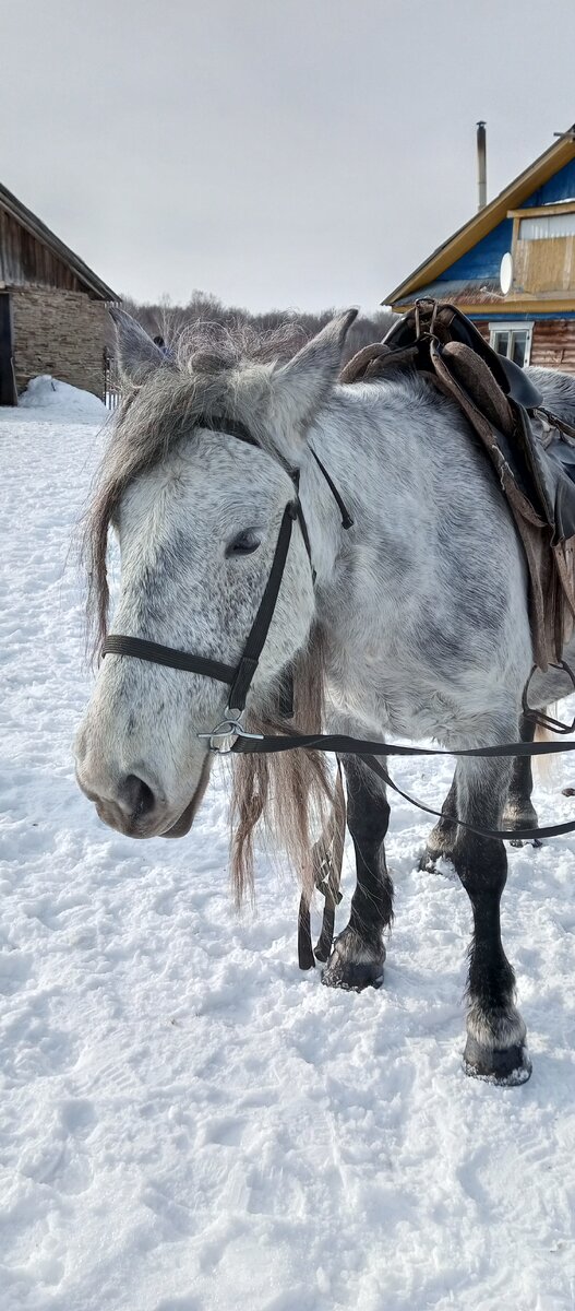 Лошадка :) 