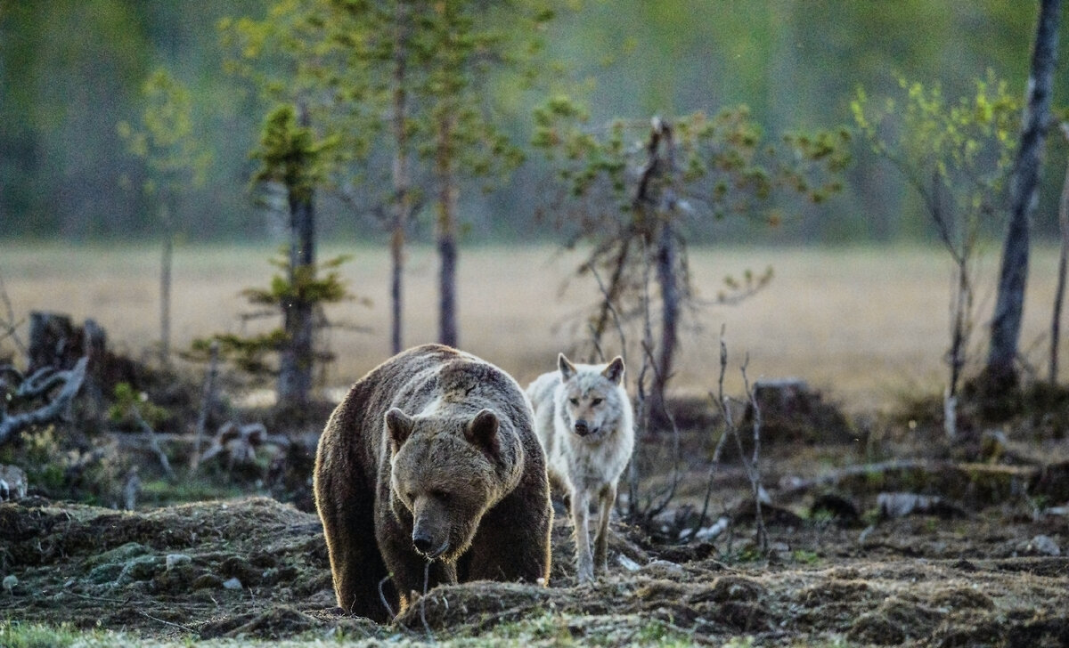 Как ведет себя медведь при встрече с волками | Заметки о животных | Дзен