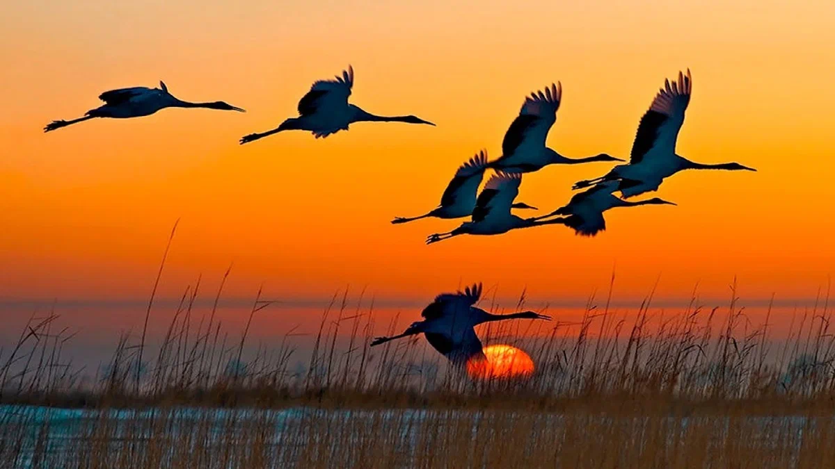 стая журавлей пролетела над школьным садом. перелётные птицы журавлиный клин. перелетные птицы улетают в теплые края. стая журавлей в небе. журавль в небе.