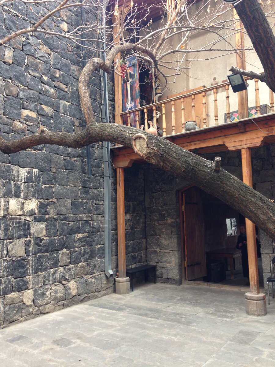 Наверное, на этих ветках вызревают особенно вкусные абрикосы 