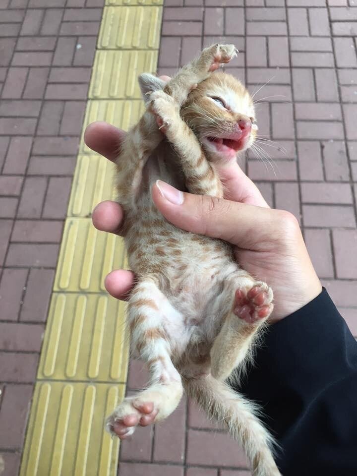Котик едет домой к Кевину. Источник фото: https://pikabu.monster/posts-1?tag=Гонконг%5CКот