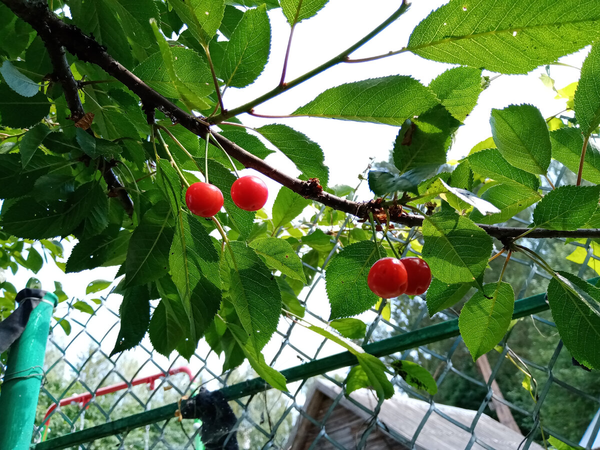 Вишенки зреют