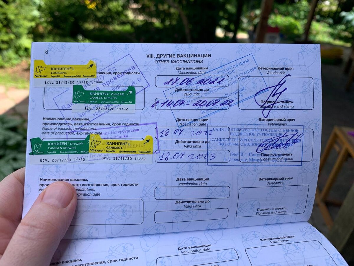 На ближайший год можно выдохнуть, Симба свой Каниген получил 