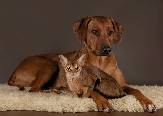 1. Бассет-хаунд