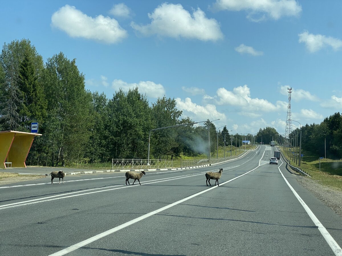     костр1 Фото avtovzglyad.ru