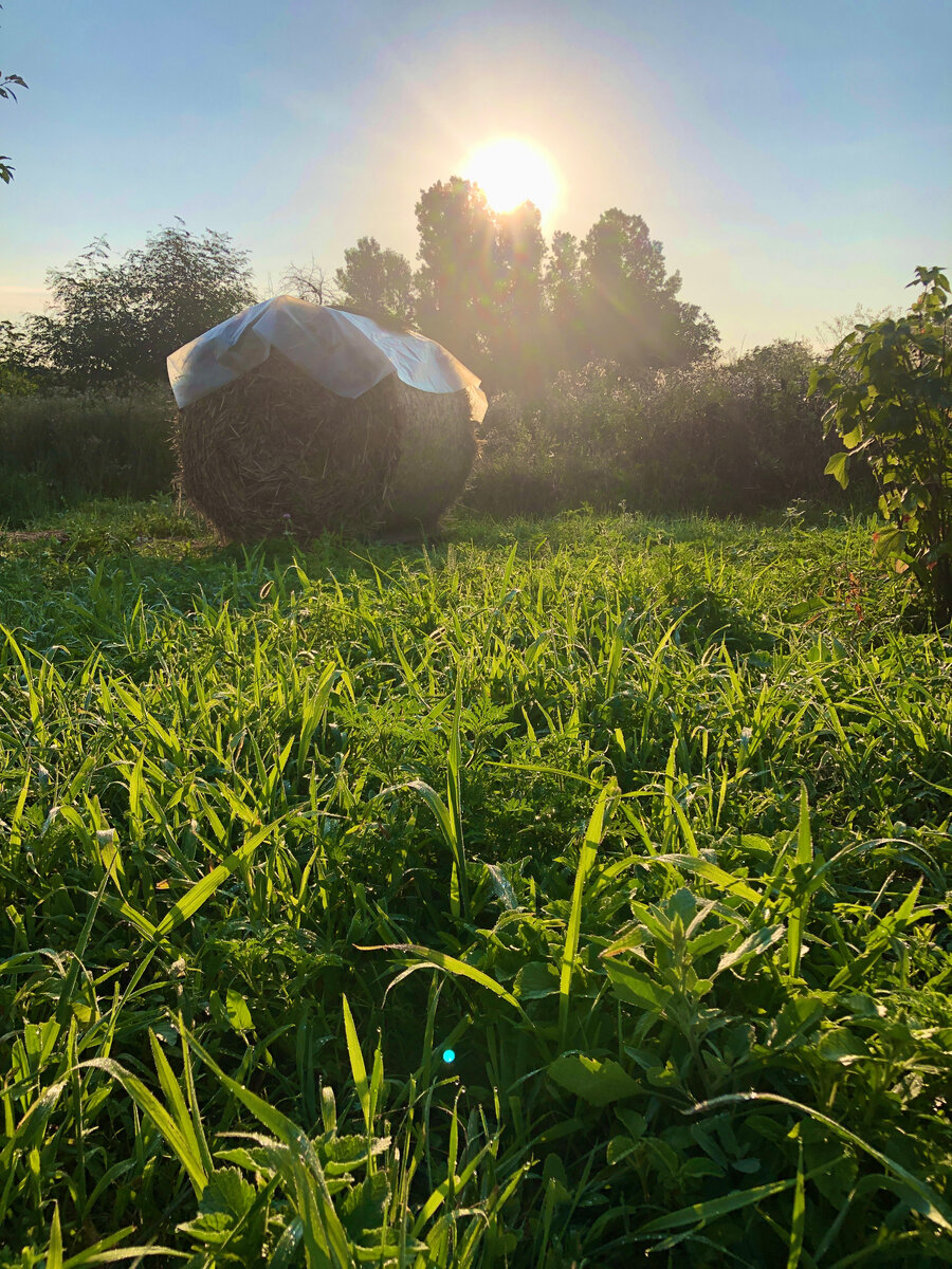 Утро на хуторе