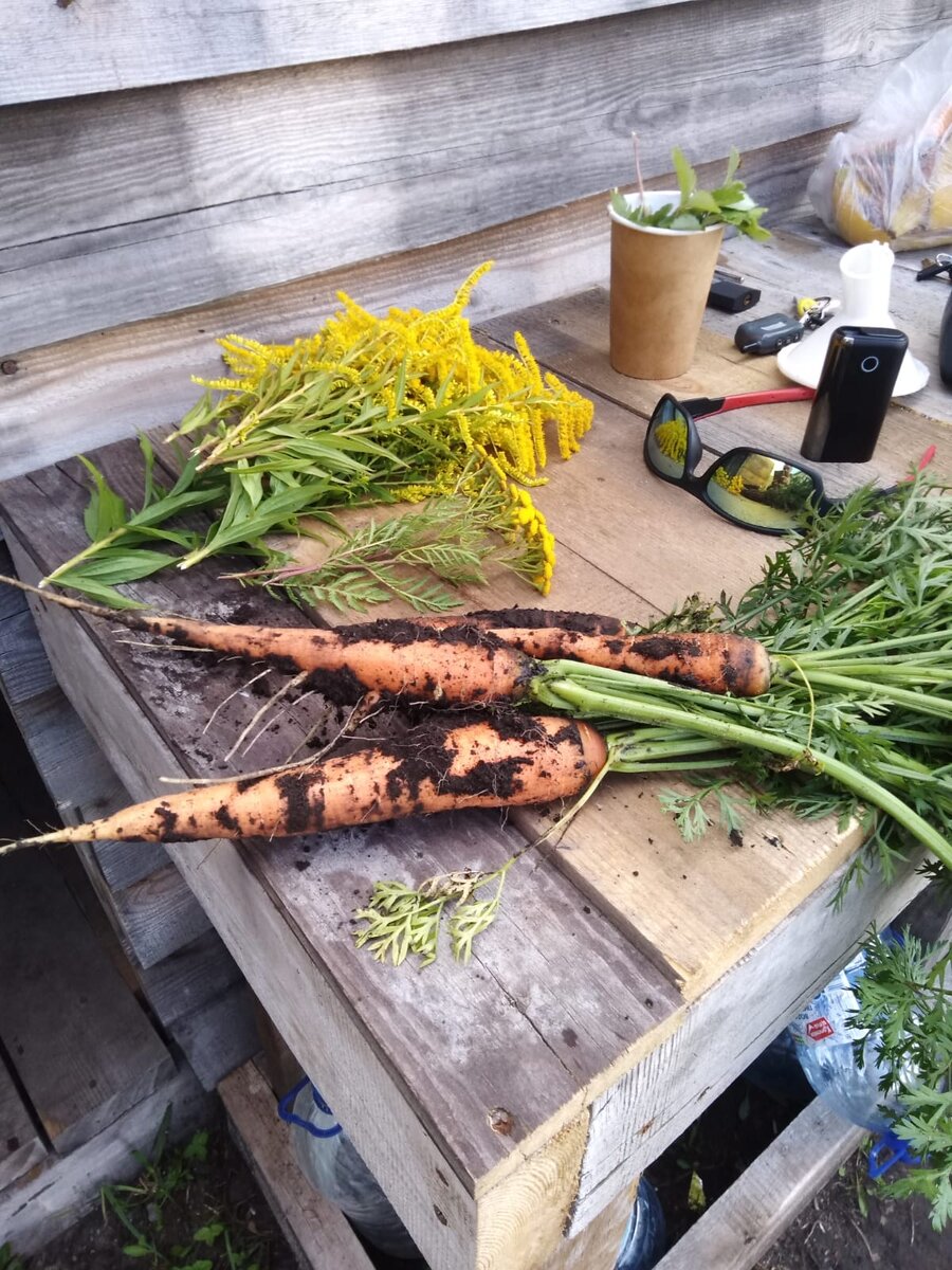 наша морковь первая