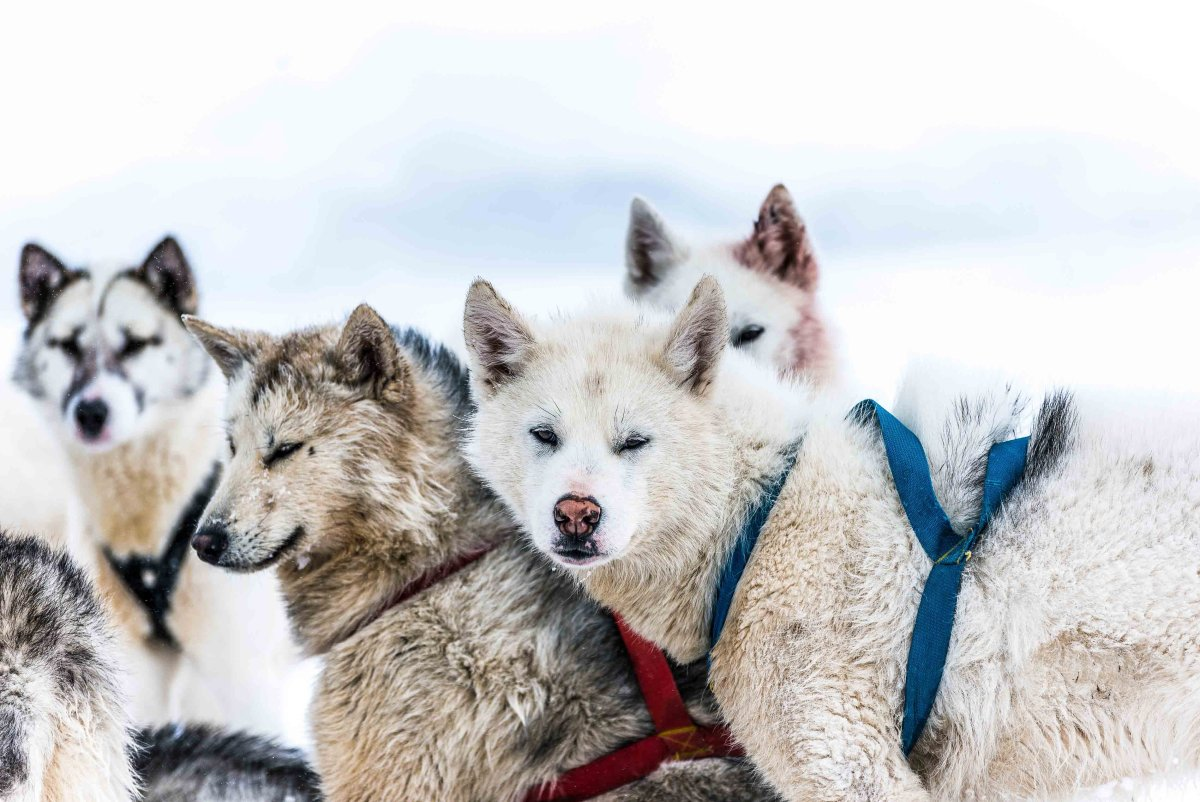 Гренландские собаки лояльны к другим бобикам, ибо работать им приходится плечом к плечу многие километры по заснеженной пустыне.