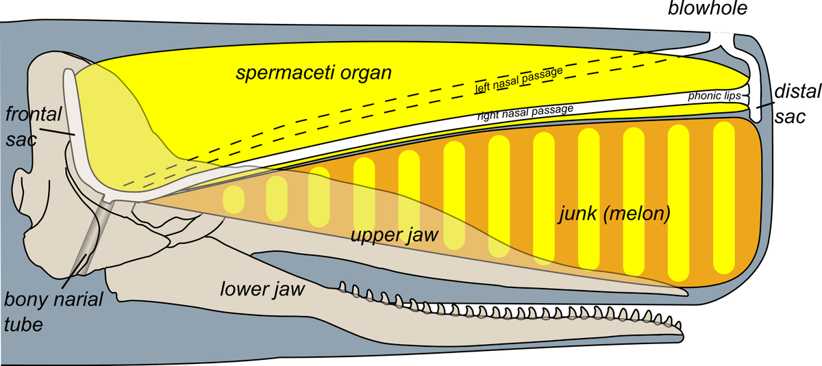 Строение кашалота. Спермацет кашалота. Голова кашалота в разрезе. Строение головы кашалота.
