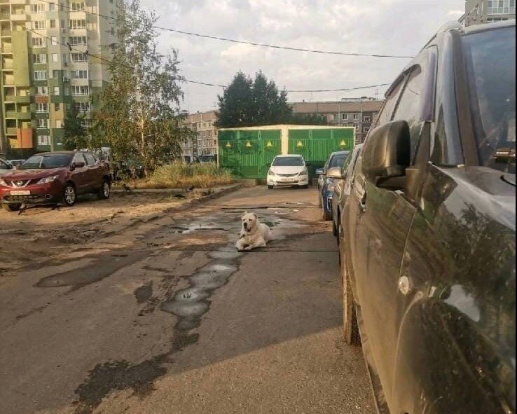    Собака уже не первый год терроризирует жителей микрорайона Анастасия Красушкина