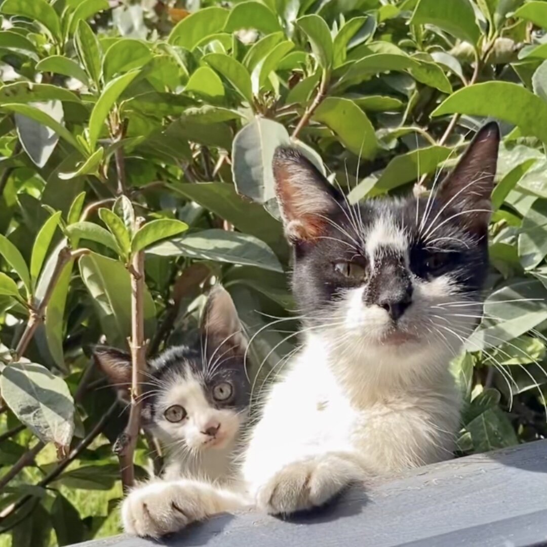 Котики из Герюкле ждут вас) 