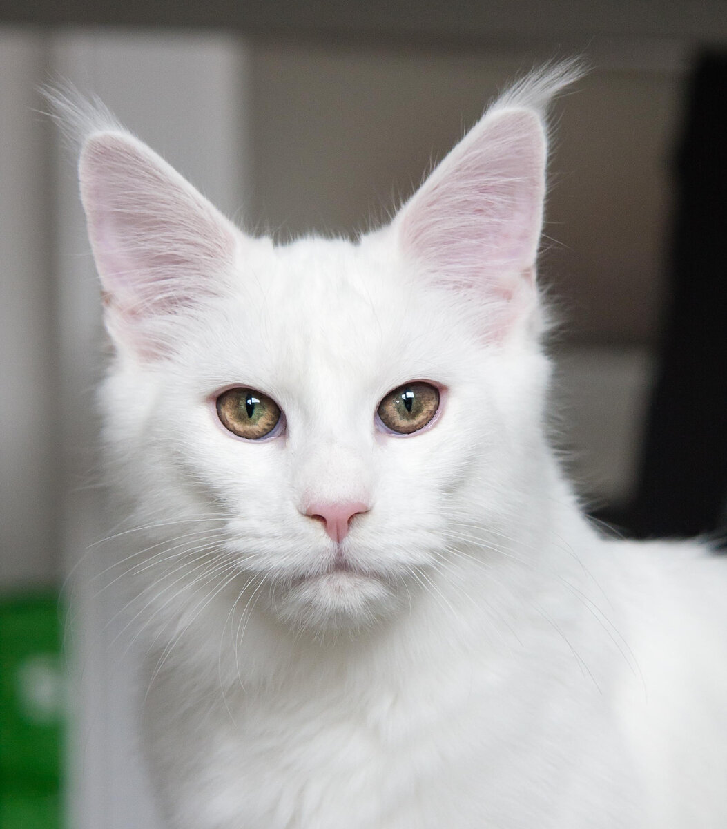 Ангорская кошка во всей красе. Источник фото: unsplash.com