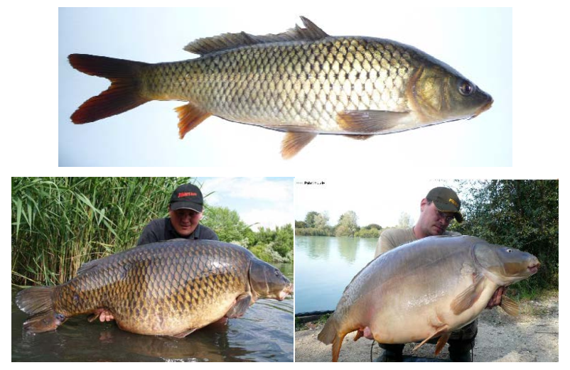белый амур и толстолобик отличия. сазан и карп. сазан фото. карп сазан карась разница. карп сазан карась.