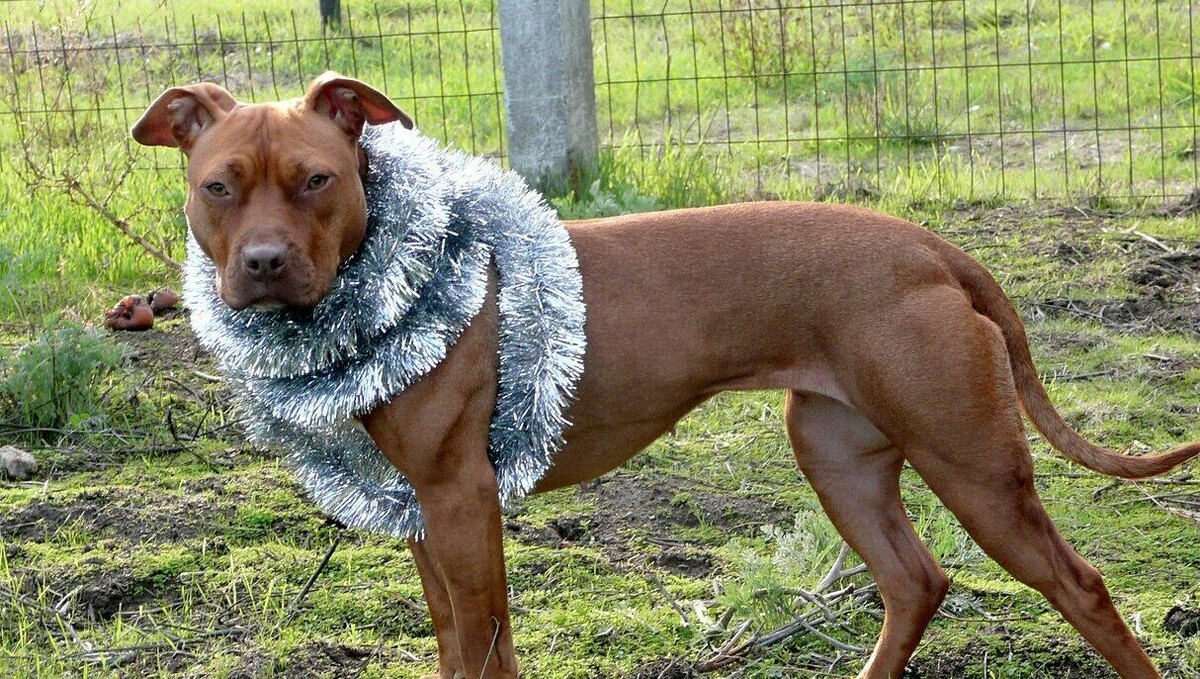     В Госдуму могут внести законопроект о новых мерах ответственности за выгул собак опасных пород без ошейника, заявил пресс-секретарь ЛДПР в парламенте Александр Дюпин.