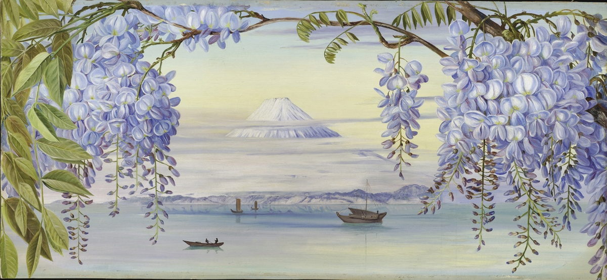 гора Фудзияма в обрамлении глицинии