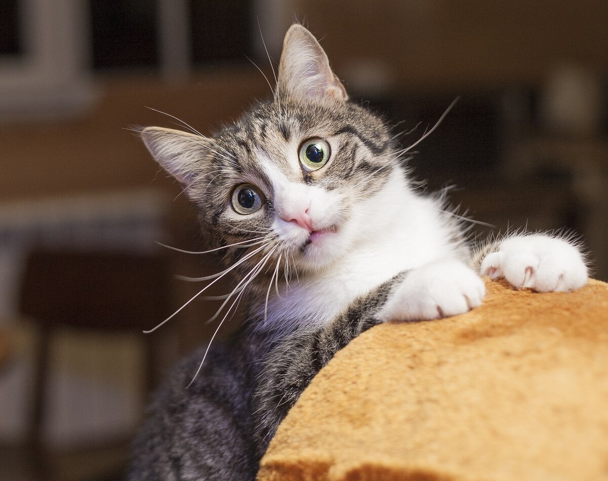 Фуфырик самый голодный