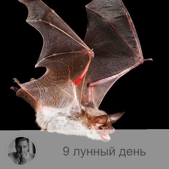 9-ый лунный день с 13:57 29-ого по 15:24 30-ого. 🔆 Время наведения и снятия порчи.
🦇 Символ дня – летучая мышь, млечный путь.
🎂 Люди, рождённые в этот лунный день, нуждаются в регулярной очистке как физического, так и меняльного тела, иначе могут иметь проблемы со здоровьем.
💍 Камни – чёрный жемчуг, александрит.
🌚 9-ые лунные сутки связанны с Навуходоносором, символы дня — летучая мышь и нетопырь. Сатанинский день с крайне тяжёлой энергетикой, пропитанный тревогой, мрачными мыслями и страхами, в течение которого не стоит начинать ничего нового. Избегайте обмана, искушений и гордыни, будьте скромнее. Идеально провести это время в спокойных, будничных делах, благоприятны любые проявления любви и привязанности. Сегодня вы можете получить плохие вести, постарайтесь отреагировать на них спокойно, без лишних эмоций, не пытайтесь никому что-то доказать или в чём-то убедить, оставьте своё мнение при себе. Очень полезно сегодня простить того, кто вас обидел.
✅ Рекомендуемые практики: очищения дома, укрепления семейных традиций.
В это время надо вспоминать традиции, идущие через маму: её жизнь, заветы, вспомнить бабушку по материнской линии и так далее, так вы получите защиту рода. Почистите квартиру и вспомните своих обидчиков, простите их.
❌Запрещено: гордыня.
В этот день нельзя есть грибы, продукты удлиненной формы. Очень вредно в этот день проявлять гордыню и подавлять других людей.
💊Обратите особое внимание на сердечно-сосудистую систему, может возникнуть межрёберная невралгия. Будьте аккуратны!
⚠️ Знак:
В этот день плохо разлить молоко. Это означает , что вы не цените традиции, идущие по материнской линии. Плохо также разбить зеркало. В этот день в зеркало вообще лучше не смотреться, особенно в полный рост, чтобы не было соблазна обольстится.
💤 Сны могут быть очень неприятными, мучительными и даже кошмарными, но верить им не стоит.

—————
Хочешь узнать своё предназначение или прогноз на будущее? Переходи по ссылке » numeromagic.ru/uslugi