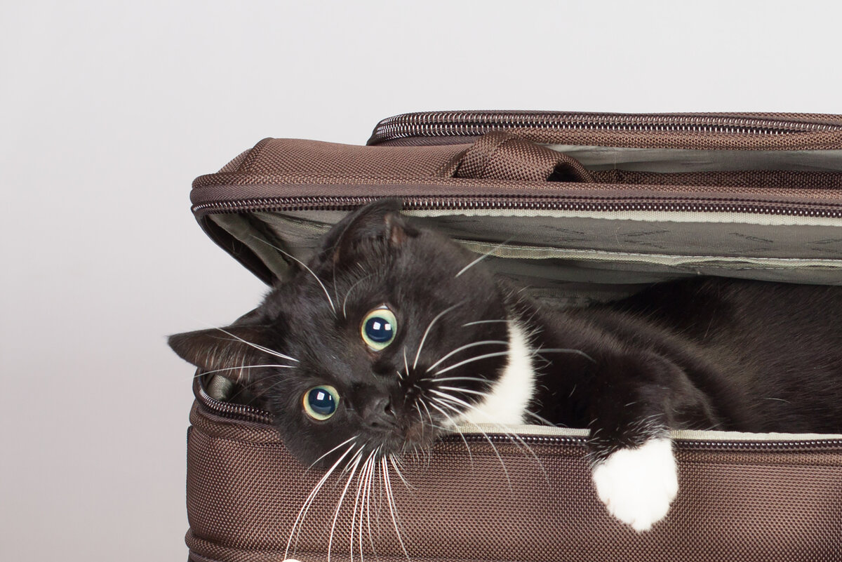 Кот в чемодане