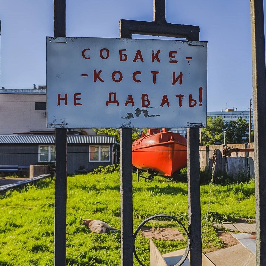 на фото, на траве виден новый охранник)