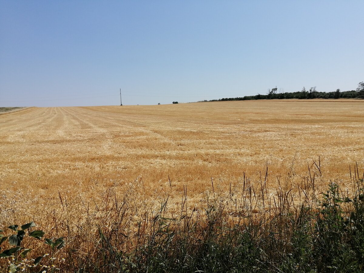 Это поле уже обобрано комбайном