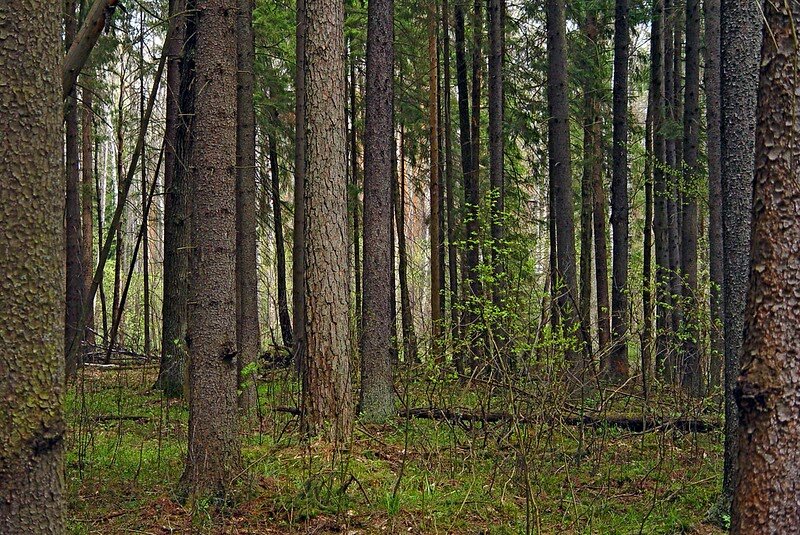 Деревья брянской области фото с названиями