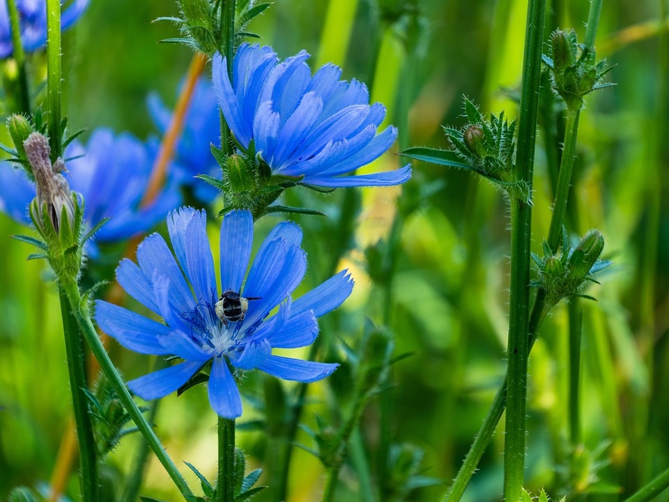 Цикорий можно встретить вдоль дорог
